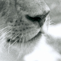 2d_lionphotography