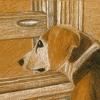 Beagle Tonal Study
