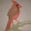 Cardinal
